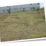 Net Alger la Blanche Jardinage