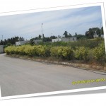 Net Alger la Blanche Jardinage